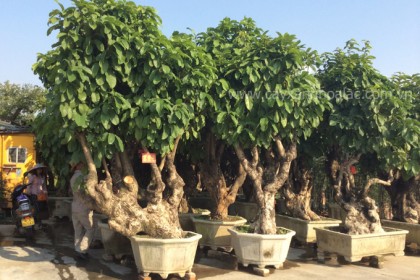 Cây Sang làm Bonsai