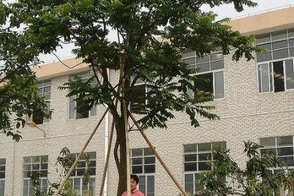 Cây Lát Hoa