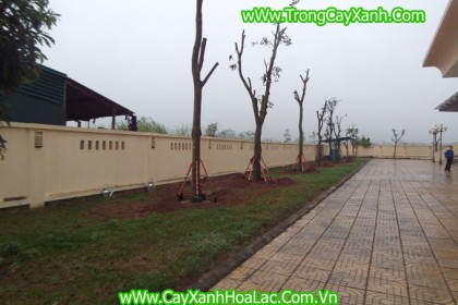 Cây đã trồng xong