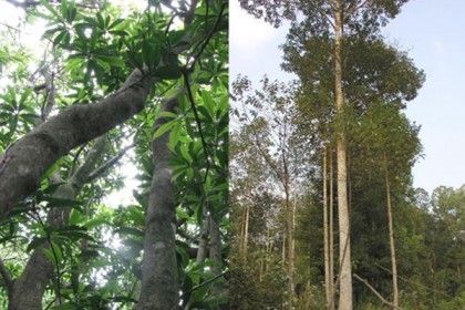 Cây gỗ Mỡ - Cây Vàng Tâm trưởng thành