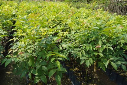 Cây Lát Hoa Giống