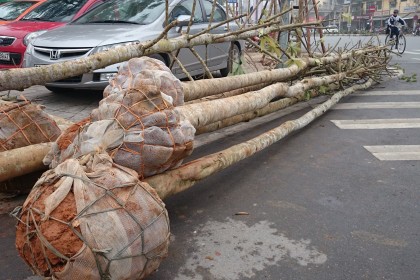 Cây Mỡ trong vươn ươm
