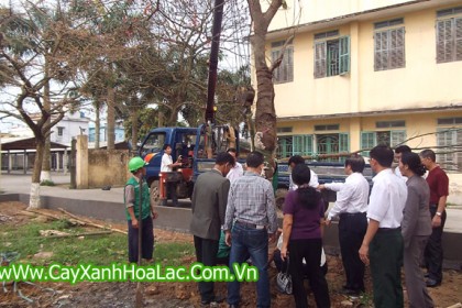 Trồng cây xanh tại sân trường Đại Học Y Thái Bình