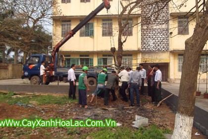 Trồng cây xanh tại sân trường Đại Học Y Thái Bình