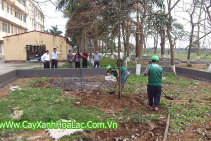 Trồng cây xanh tại sân trường Đại Học Y Thái Bình