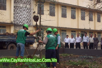 Trồng cây xanh tại sân trường Đại Học Y Thái Bình