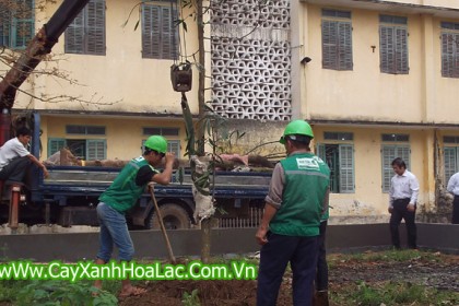 Trồng cây xanh tại sân trường Đại Học Y Thái Bình
