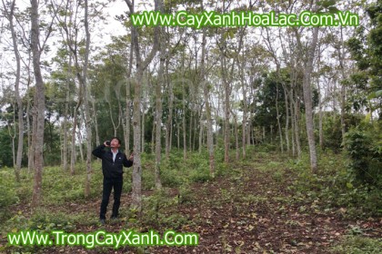Vườn ươm cây Lát Hoa công trình.