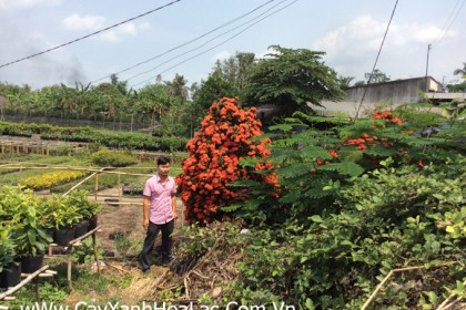 Cặp Mẫu Đơn ta