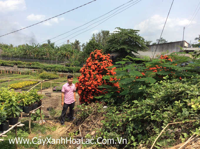 Cặp Mẫu Đơn ta