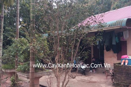 Cây Hoa Mộc Hương ĐK gốc 14cm