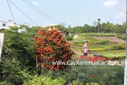 Cặp Mẫu Đơn ta