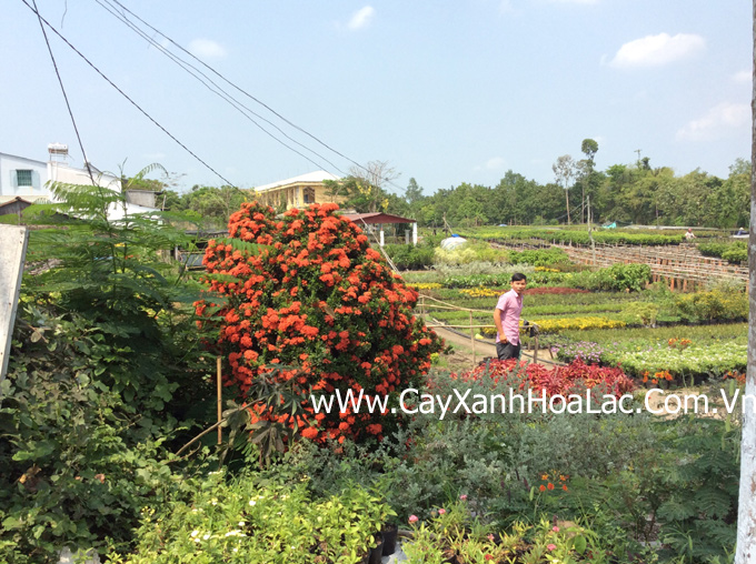 Cặp Mẫu Đơn ta