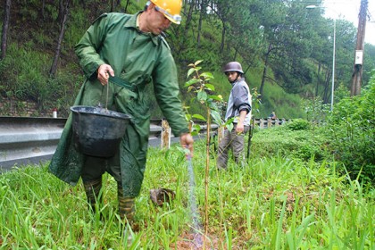 Cây Mai Anh Đào Giống