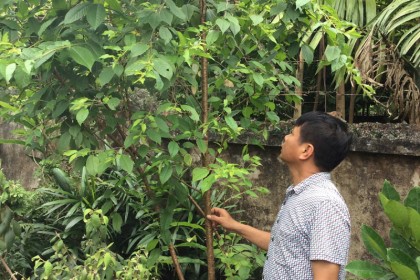Cây Mai Anh Đào tại vườn ươm Cây Xanh Đức Lộc