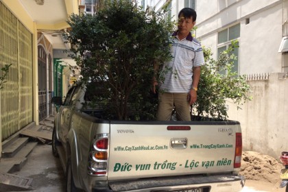 Chuẩn bị chuyển cây Nho Thân Gỗ đi Vinhomes Sài Đồng cho khách.