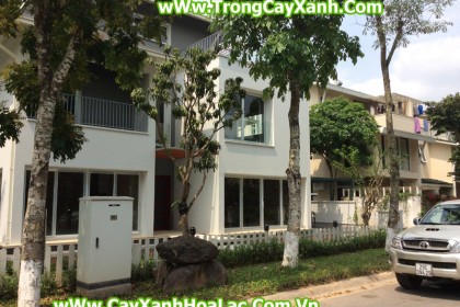 Hình ảnh khuôn viên trước khi thi công