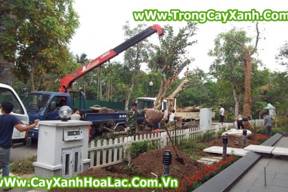 Trồng cây tại biệt thự EcoPark - Căn nhà 92 Vườn Mai