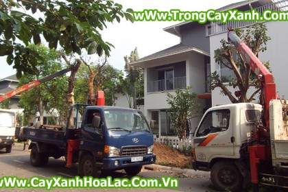 Trồng cây tại biệt thự EcoPark - Căn nhà 92 Vườn Mai
