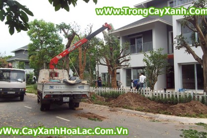Trồng cây tại biệt thự EcoPark - Căn nhà 92 Vườn Mai