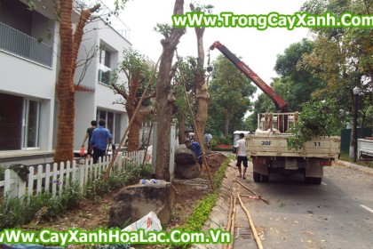 Trồng cây tại biệt thự EcoPark - Căn nhà 92 Vườn Mai