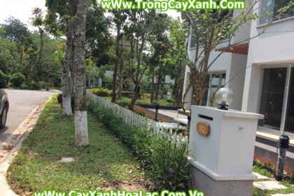 Hình ảnh khuôn viên trước khi thi công