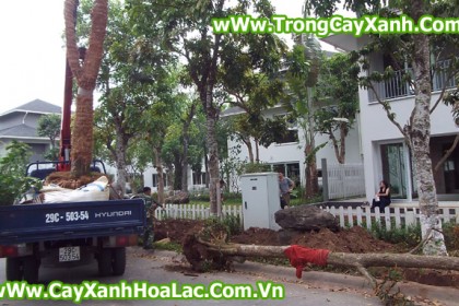 Trồng cây tại biệt thự EcoPark - Căn nhà 92 Vườn Mai