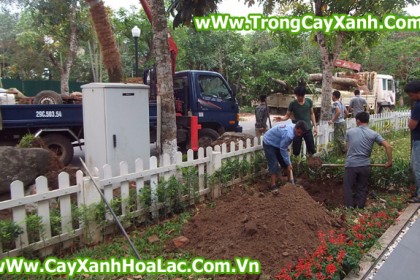Trồng cây tại biệt thự EcoPark - Căn nhà 92 Vườn Mai