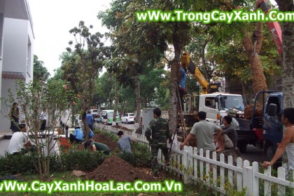 Trồng cây tại biệt thự EcoPark - Căn nhà 92 Vườn Mai