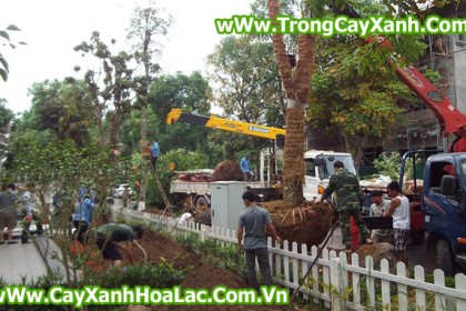Trồng cây tại biệt thự EcoPark - Căn nhà 92 Vườn Mai