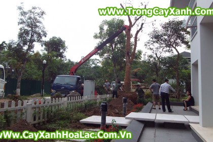 Trồng cây tại biệt thự EcoPark - Căn nhà 92 Vườn Mai