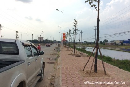 Hình Ảnh Cây Sao Đen Trong Sau 1 Tháng đã đâm chồi phát tán