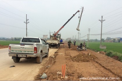Hình ảnh đang thì công trồng cây tại tuyến TL 949