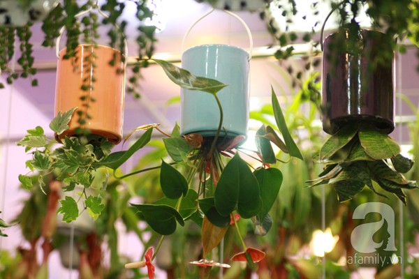 Cây úp ngược mang lại vẻ đẹp độc đáo cho ngôi nhà của bạn