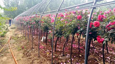 Theo người bán, Tree rose có cả hàng của Anh, Thái Lan nhưng bán ở Việt Nam thì được nhập chủ yếu từ Trung Quốc