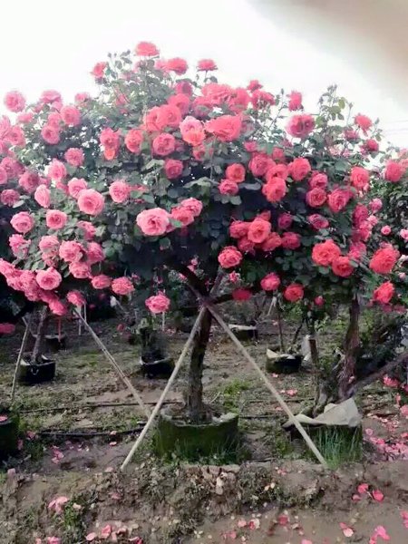 Nhiều người đang săn mua loại hoa Tree rose mặc dù giá của chúng lên đến trên 50 triệu đồng/cây