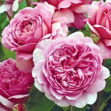 Tree rose có bông to, lâu tàn, đặc biệt là mỗi một cây có thể cho 500 bông/đợt