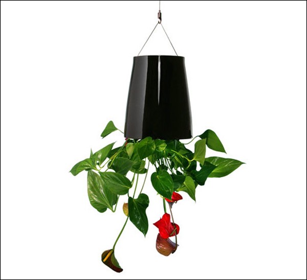 mang lại màu xanh cho ngôi nhà của bạn