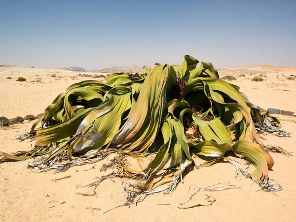 Welwitschia-mirabilis2-dc774