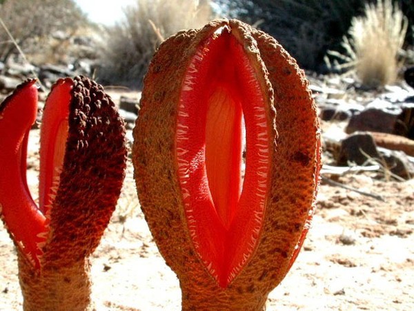 hydnora_africana1-cc127