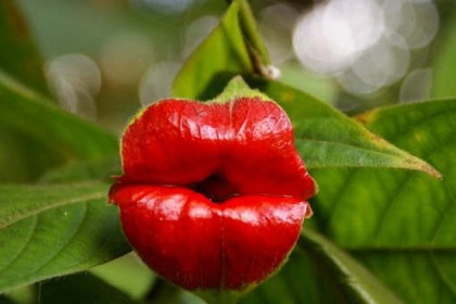 Hạt giống hoa Môi Đỏ