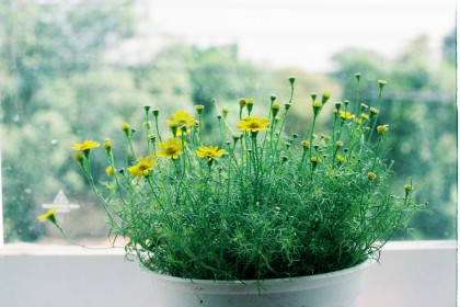Hạt giống hoa Cúc Sao Băng