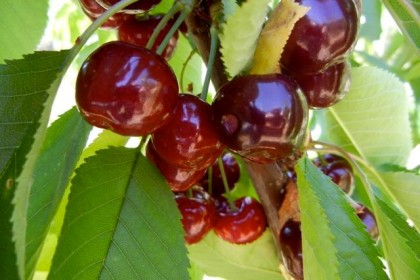 Cây Cherry