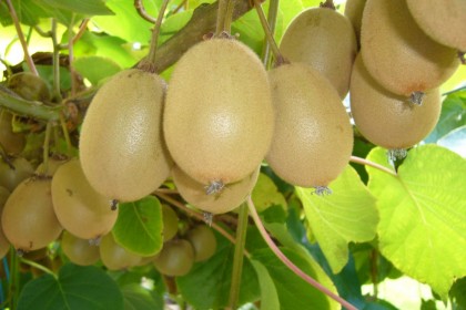 Quả Kiwi