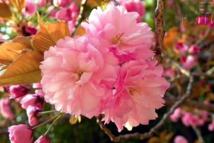 Hạt giống hoa Anh Đào