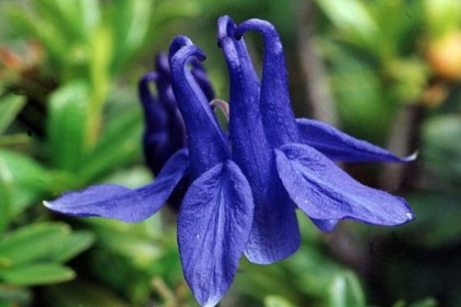 Hạt giống hoa Bồ Câu