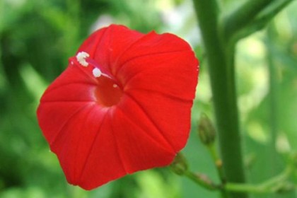 Hạt giống hoa Dây Leo Đỏ