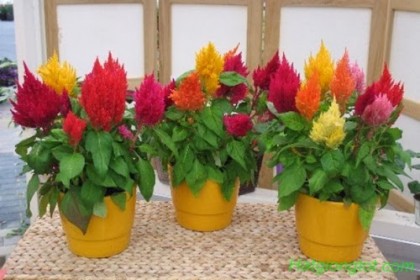 Hạt giống hoa Mào Gà Lửa