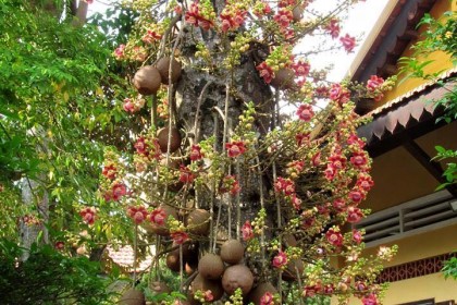 Cây Sala (Ngọc Kỳ Lân) được trồng phổ biến những nơi trang nghiêm.