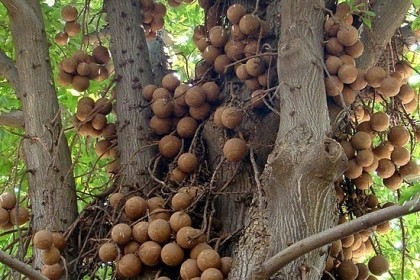 Khi quả Sala già